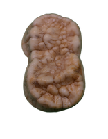 Cave Bear Tooth (Molar)
