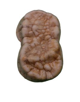 Cave Bear Tooth (Molar)