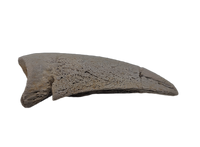 Basilemys variolosa (Turtle) Claw, Hell Creek Formation