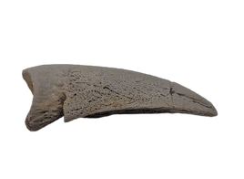 Basilemys variolosa (Turtle) Claw, Hell Creek Formation