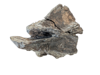 Allosaurus Vertebra, Morrison Formation