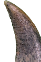 Actual Dromaeosaur (Raptor) Tooth From Kem Kem