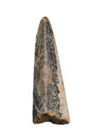 Tyrannosaurus Rex Tooth