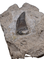 Marshosaurus Tooth