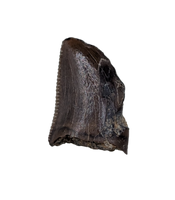 Juvenile Tyrannosaurus Rex Tooth