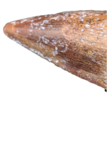 Suchomimus Tooth with Some Visible Serrations