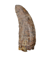Ceratosaurid Tooth from the Mid Jurassic, Madagascar