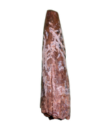 Large Phytosaur Tooth, Bull Canyon Formation