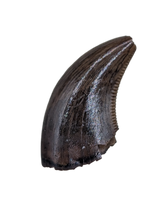 Dakotaraptor Tooth from the Hell Creek Formation