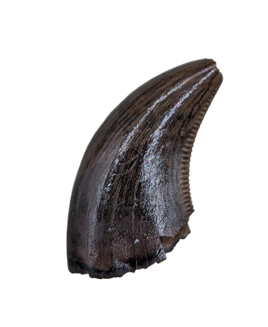 Dakotaraptor Tooth from the Hell Creek Formation