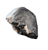 Camarasaurus Tooth from the Morrison Formation