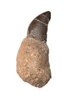 Torvosaur Tooth, El Mers Formation