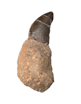 Torvosaur Tooth, El Mers Formation
