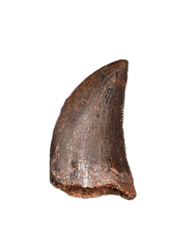 Carcharodontosaurus Tooth