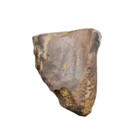Triceratops Tooth