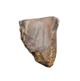 Triceratops Tooth