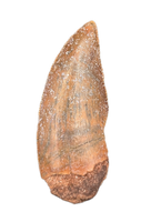 Kryptops Tooth, Elrhaz Formation