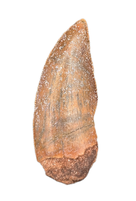 Kryptops Tooth, Elrhaz Formation