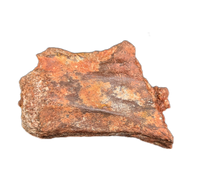Theropod Tail Vertebra, Kem Kem