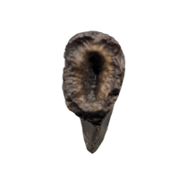 Tyrannosaurus Rex Tooth