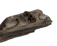 Champsosaurus Jaw Section, Judith River Formation