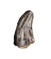 Large Acheroraptor Tooth from the Hell Creek Formation