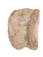 Sauropod (Long Neck) Tail Vertebra, El Mers III Formation