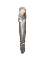 Saurornitholestes  Claw, Judith River Formation