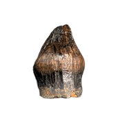Thescelosaurus Pre Max Tooth from the Hell Creek Formation of