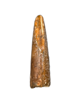 Theropod Tooth from the Mid Jurassic, Madagascar