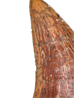 Deltadromeus(?) Tooth, Kem Kem, Morocco