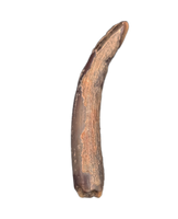 Pterosaur (Ornithocheirid Tooth, Elrhaz Formation
