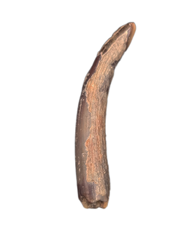 Pterosaur (Ornithocheirid Tooth, Elrhaz Formation