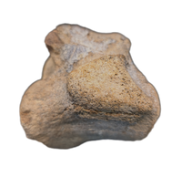 Mosasaur (Tylosaurus?) Vertebra, Cretaceous of Texas