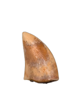 Theropod Tooth from the Mid Jurassic, Madagascar