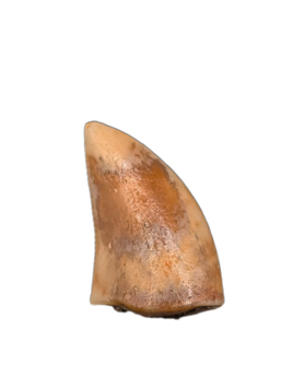 Theropod Tooth from the Mid Jurassic, Madagascar