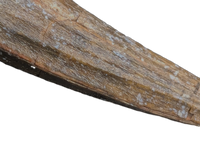 Suchomimus Tooth with Visible Serrations