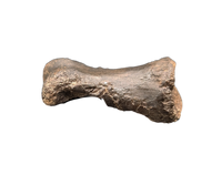 Tyrannosaur Juvenile Toe, Two Medicine Formation