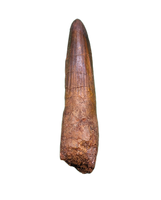 Spinosaurus Tooth