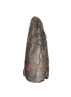 Tyrannosaur Tooth, Two Medicine Formation