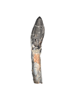 Rooted Diplodocid (Sauropod) Tooth, El Mers Formation