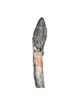Rooted Diplodocid (Sauropod) Tooth, El Mers Formation