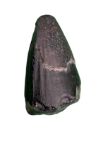 Sarcosuchus Tooth, Giant Crocodile, Niger