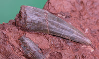 Large and Exceptional Postosuchus (Rauisuchid) Tooth, Bull Canyon Formation