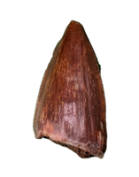 Revueltosaurus Tooth, Chinle Formation