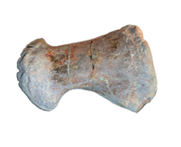 Stegosaur? Metacarpal, El Mers Formation