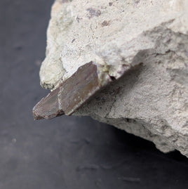 Partial Allosaurus Tooth,  Morrison Formation
