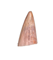 Postosuchus (Rauisuchid) Tooth, Bull Canyon Formation