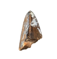 Tyrannosaurus Rex Tooth