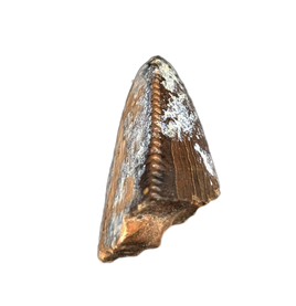Tyrannosaurus Rex Tooth